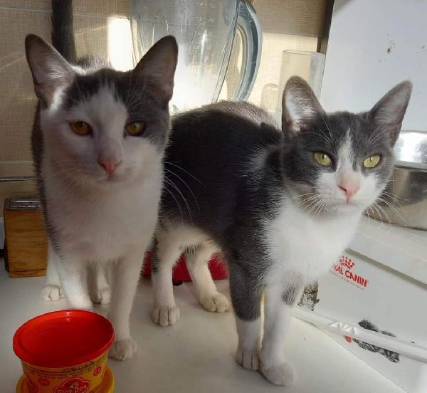 Piuma, Micia Molto Dolce E Sofficissima